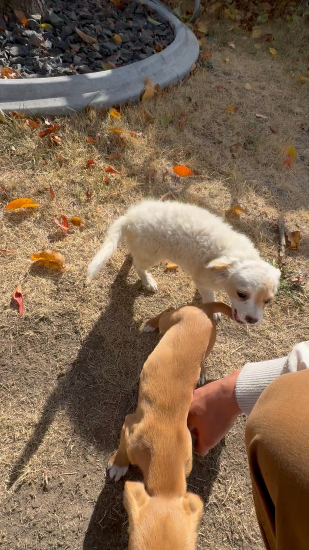 S4 Puppies at Play Continued