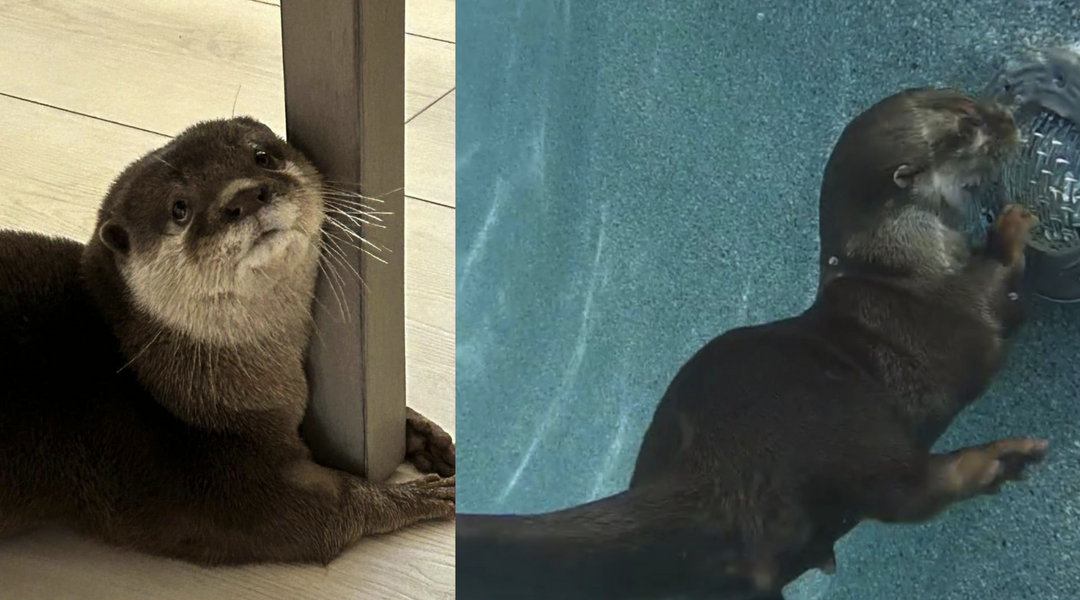 🐾 Splash is Making Waves Again! 🦦